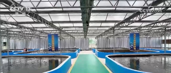 金秋丰收正当时 鱼虾满仓，盐田与陆养共绘水产新篇