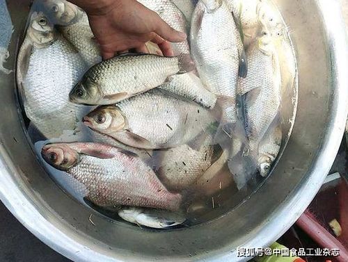 江苏人注意 这6批水产品被查出大问题，鲫鱼、鳊鱼全在内！